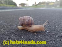 /home//u458753944/public_html/sourcegallery//Insects and small critters/slugs snails leaches (Gastropoda and Annelida)/P4220750.JPG